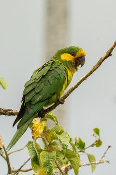 Loro Orejiamarillo Yellow-eared Parrot Ognorhynchus icterotis columbia.