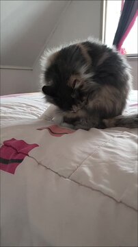Close-up of a domestic longhair cat grooming itself indoors on a bed