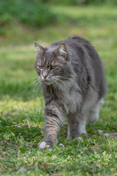 A fluffy grey cat walking carefully through a lush green grassy yard in daylight with domestic