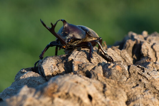 Close-up of a japanese rhinoceros beetle standing on tree bark in summer sunlight with rhinoceros