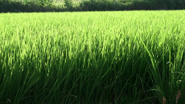 夏の夕方に風に揺れる磐田市の水田の稲
