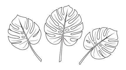 Minimalist monstera leaf line art, tropical swiss cheese plant foliage vector, black and white botanical outline illustrations for modern decor © Sabir