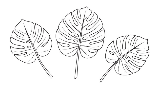 Minimalist monstera leaf line art, tropical swiss cheese plant foliage vector, black and white botanical outline illustrations for modern decor