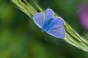 Fototapeta premium A male Common blue butterfly sitting on grass blade . Closeup portrait of a male common blue butterfly. Polyommatus icarus