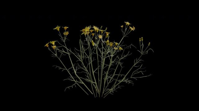 Threadleaf Ragwort Plant Swaying in Wind Loop Animation with Alpha Channel. Wind Blows The Shrub Plant Senecio Flaccidus. Plant Leaves Swaying. Animated Hedge Branches Moving in Breeze. Transparent BG
