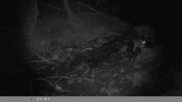Night Vision Trail Cam: Small Wild Animal by the Creek with Glowing Eyes