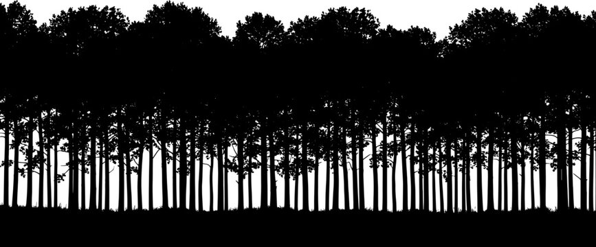 Silhouette of a dense pine forest tree line on a transparent background