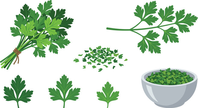 Fresh parsley vector illustration set featuring a tied bunch single green leaves branch chopped herbs and flakes in a ceramic bowl