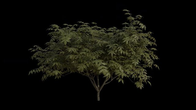 Elder Berry Plant Swaying in Wind Loop Animation with Alpha Channel. Wind Blows The Shrub Plant Sambucus Nigra. Black Elder Plant Leaves Swaying. Animated Hedge Branches Moving in Breeze.