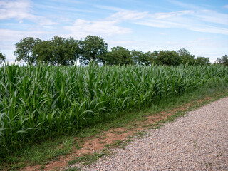 Fototapeta premium Green maize field (Zea mays) beside a rural gravel road under a blue sky, showing healthy crop growth in the agricultural countryside during the growing season.