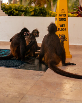 Three Monkeys enjoying a meeting at a Mexican Hotel Lobby