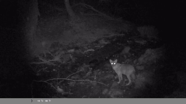 Wild Wolf Looking at Camera Trap at Night - Trail Cam Footage