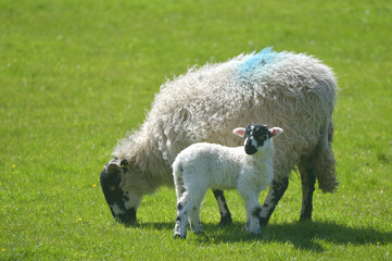 A sheep and a lamb grazing in a field near Ribblehead in the Yorkshire Dales National Park © davidyoung11111