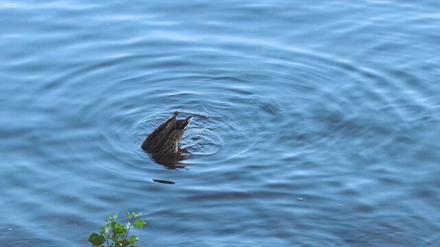 A lone duck explores the calm waters of a peaceful river. With each dive, it creates gentle ripples, showcasing its playful spirit in the beautiful natural surroundings.