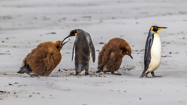 King Penguins with baby chicks, Saunders Island, Falkland Islands