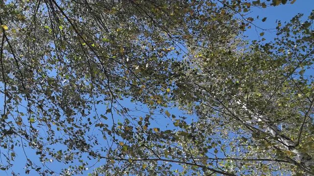 Birch branches sway gently against a clear blue sky, capturing the beauty of nature in a serene moment. Leaves flutter under the sunlight, creating a peaceful atmosphere outdoors.