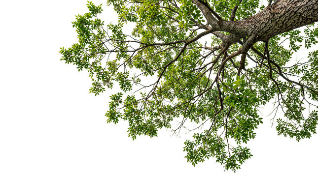 A view from under a big tree with a transparent background