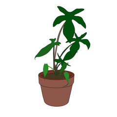     Philodendron Pedatum © 미나 김