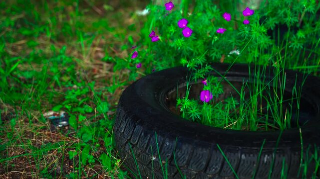 Tires left in the forest disrupt the natural beauty and health of the ecosystem. Flowers struggle for life amidst the waste. Nature fights back against pollution silently.