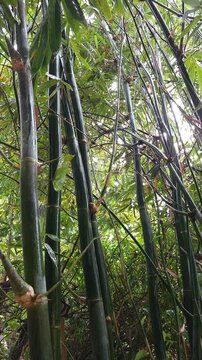 Wet Green Bamboo Stalks Covered in Water Drops During Rain