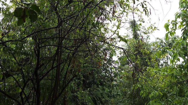 Low Angle View of Raindrops Falling Through Green Garden Foliage