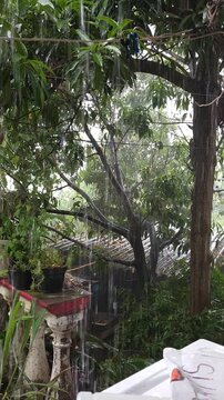 Wind Driven Raindrops Falling Near Green Mango Tree Foliage