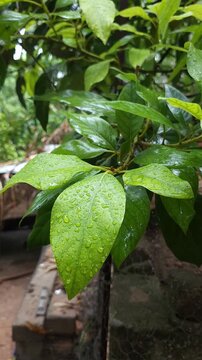 Avocado Tree Leaves Covered with Dew and Fresh Raindrops