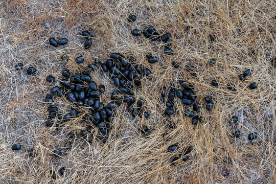 Red deer droppings among the grass. Cervus elaphus.