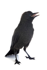 Obraz premium jackdaw in studio