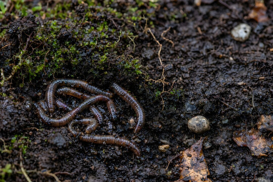 Earthworms on Moist Soil for Vermicomposting, Organic Farming and Soil Health