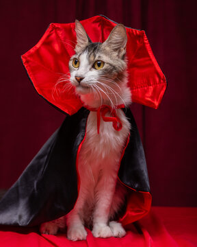 Confident Tabby Cat with White Chest Wearing Vampire Cape on Red Curtain Background