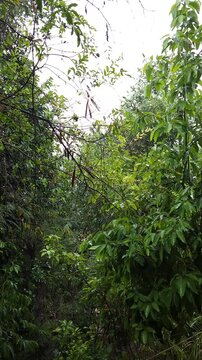 Heavy Rain and Strong Wind Swaying Tree Branches in Storm