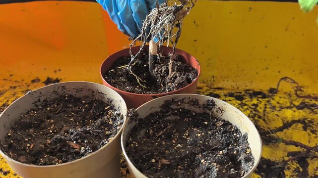 Transplanting small plants becomes easy with this guide. Discover how to carefully separate roots and replant in fresh soil for healthy growth. Enjoy the joy of gardening.
