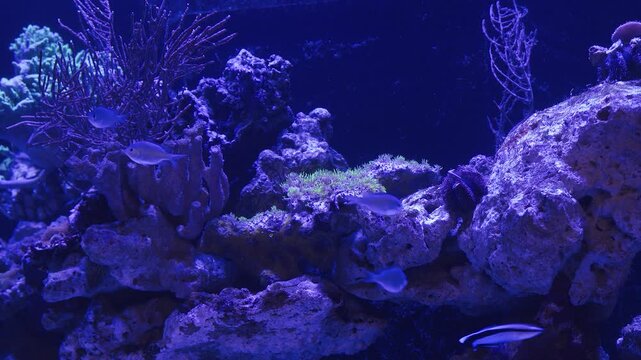 Discover the vibrant underwater world of a marine aquarium, where colorful fish dart among stunning corals. Enjoy the calming blue light as nature thrives in harmony.