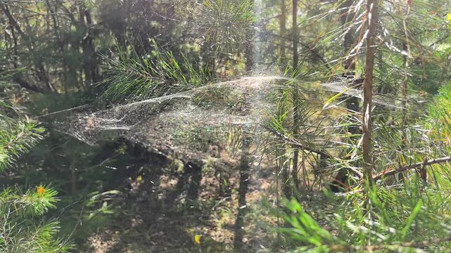A spider web weaves intricate patterns among green leaves in a serene forest. Sunlight dances on the delicate strands, creating a magical scene of nature's art.