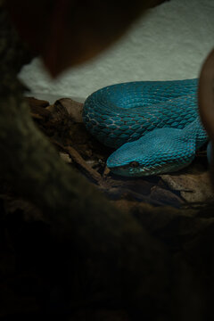 Trimeresurus Insularis White-lipped Island Pit Viper