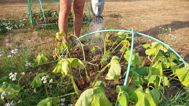 Arrosage du potimarron dans le jardin