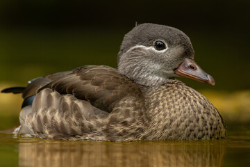 Fototapeta premium The beautiful female Mandarin Duck