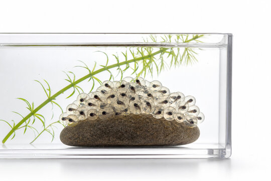 Transparent frog eggs with embryo silhouettes on stone, amphibian reproduction concept.