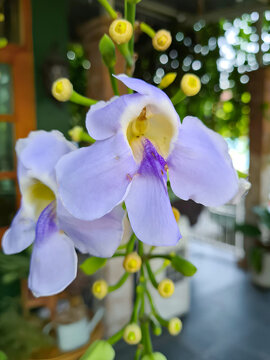 Close-up of a vibrant purple Bengal clockvine flower (Thunbergia grandiflora) blooming beautifully in a tropical garden with soft blurred background.