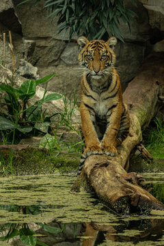 The  young Sumatran tiger Panthera tigris sumatrae.