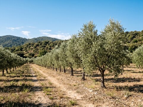 Symmetrical rows of olive trees in a sunny countryside orchard with green rolling hills and blue sky
