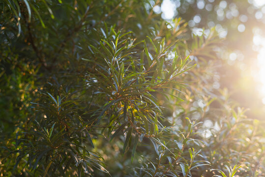 Sunlight shines through the green leaves of plants in a vibrant natural setting