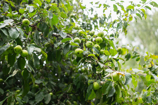 Green apples hang from branches in a garden, surrounded by green leaves.