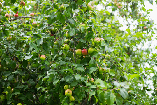 features an apple tree filled with ripening fruit among lush green leaves.