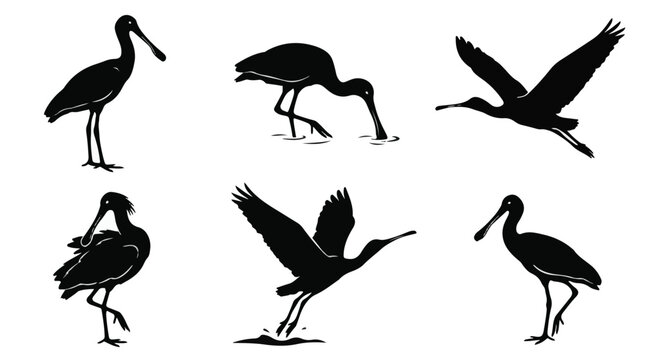 A set of six spoonbill bird in various poses silhouette vector icon illustrations on a white background
