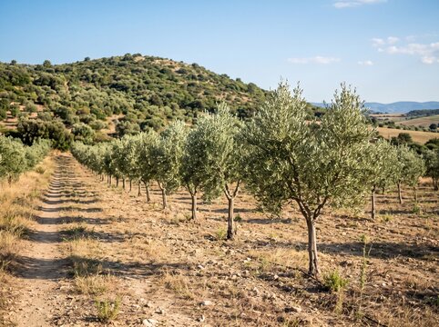 Symmetrical rows of olive trees in a sunny countryside orchard with green rolling hills and blue sky