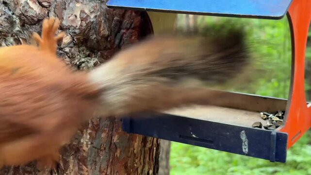 A red squirrel sits in a colorful feeder on a pine tree. 4K footage