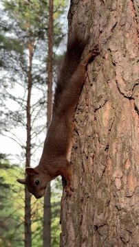 A red squirrel clinging head-down to a pine trunk. Vertical 4K footage