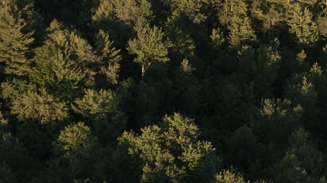 Aerial view of forest treetops